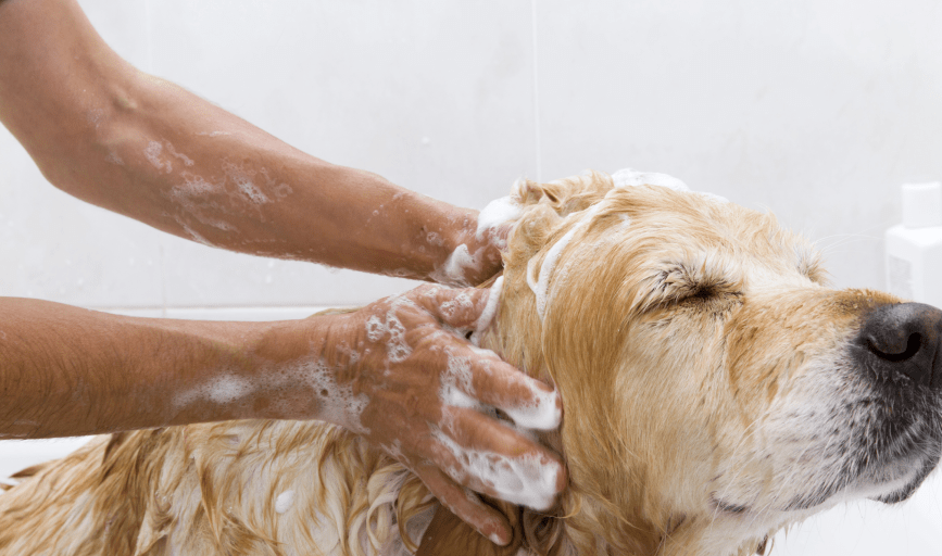 Karens Grooming Room