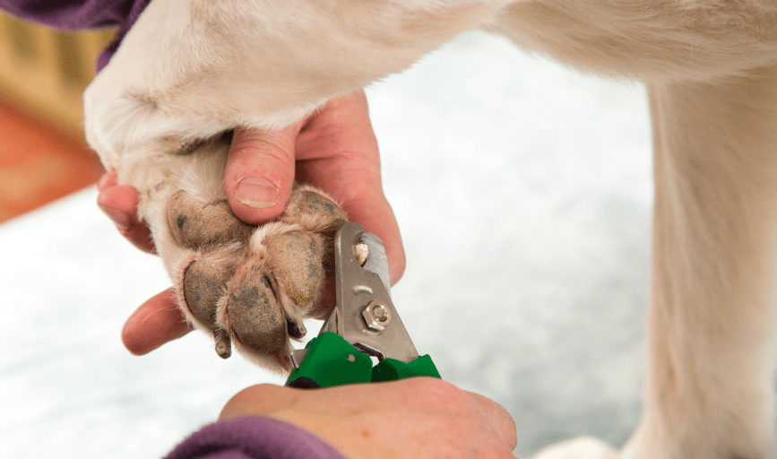 Dog Nail Filing
